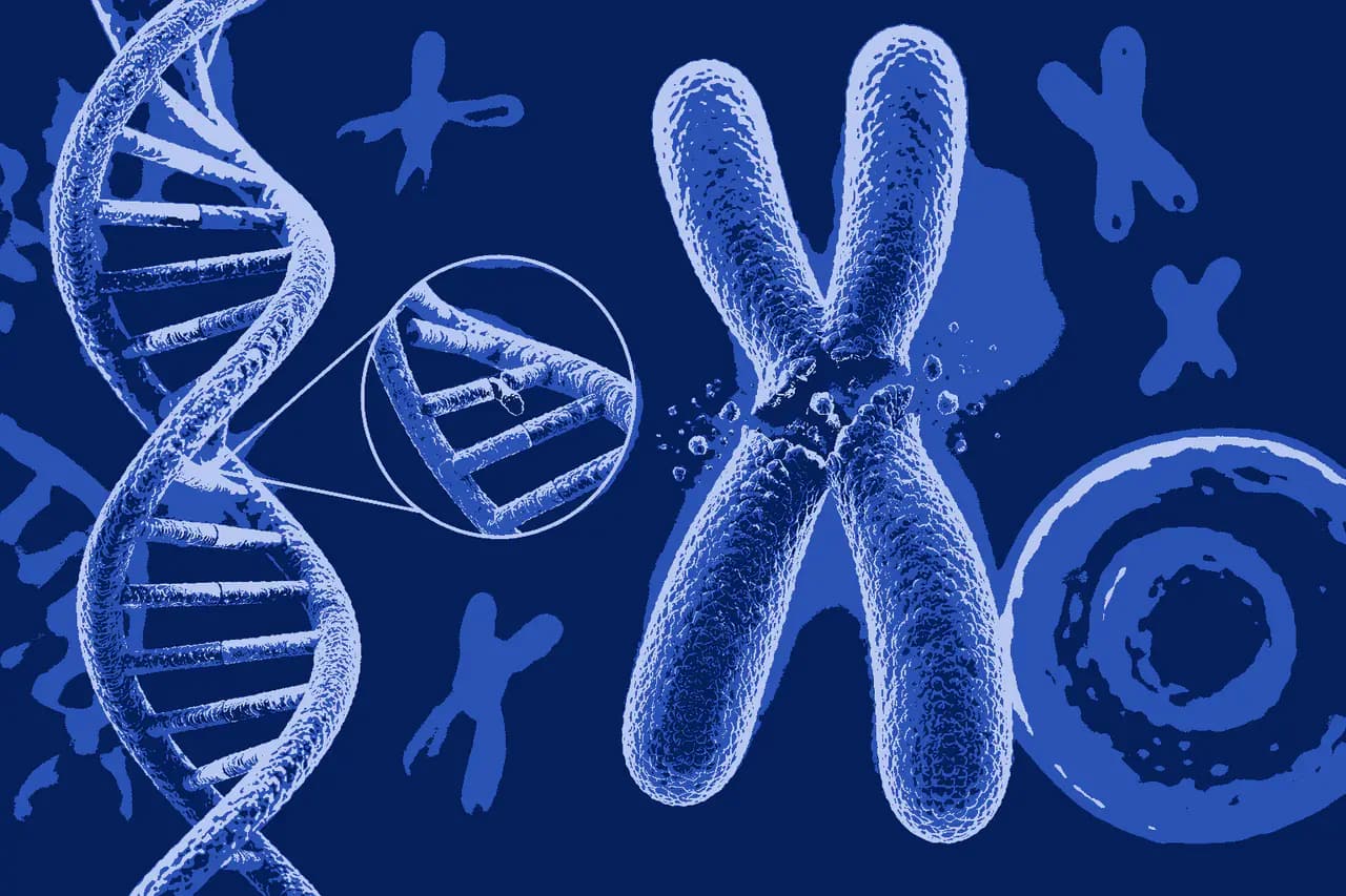Gene Mutation and Chromosomal Mutation MCQs Class 12 Biology