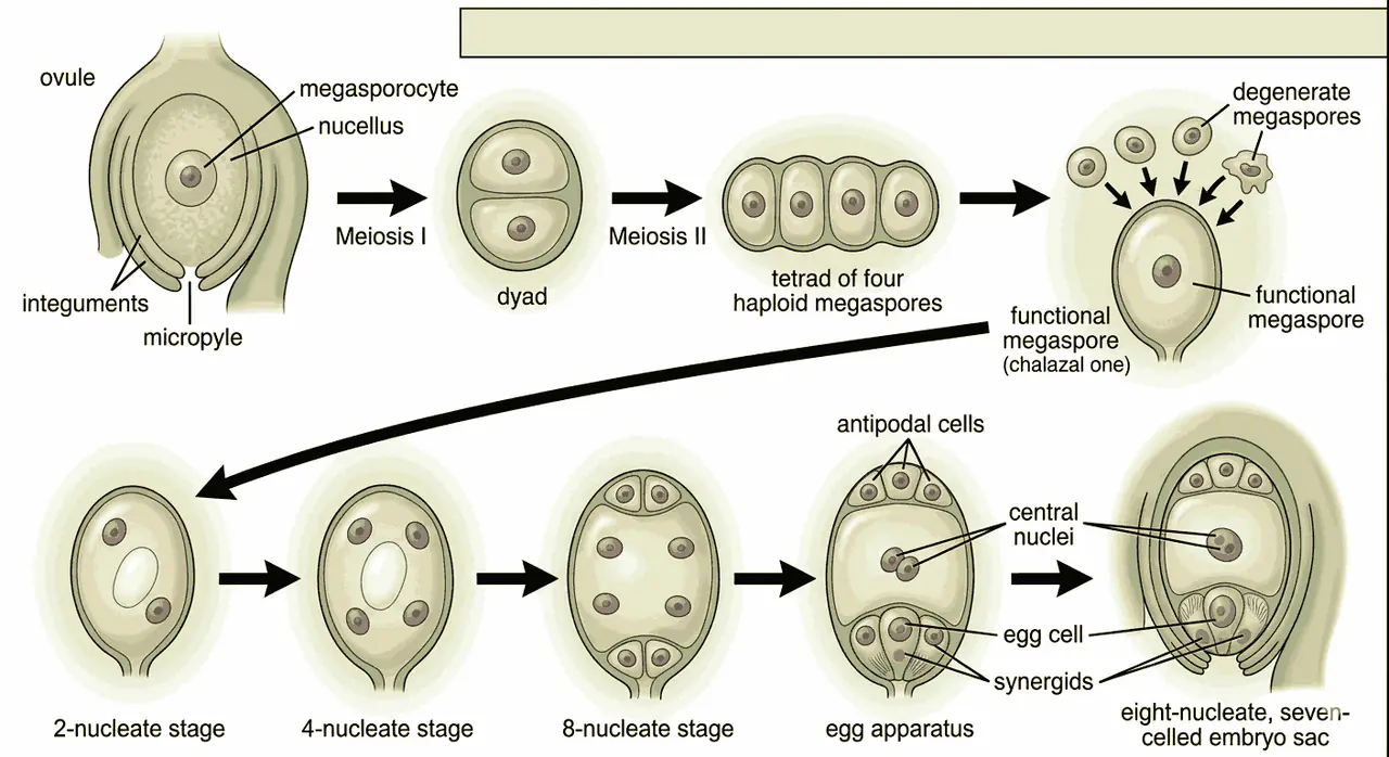 Megaspore Development and Megasporogenesis MCQs Class 12