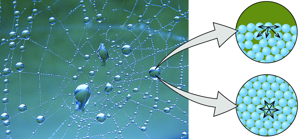 Capillary Action and Surface Phenomena MCQs: Strengthen Your Concepts in Fluid Physics