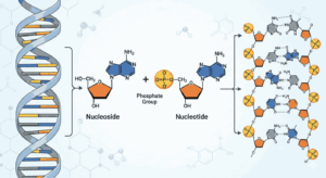 DNA Structure Nucleoside Nucleotide MCQs With Answers PDF
