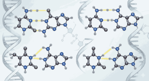 Cytosine Guanine Thymine Uracil MCQs with Answers