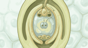 embryo sac structure and function mcqs class 12 biology with answers