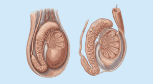 epididymis structure and function mcqs class 12