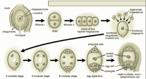 Megaspore Development and Megasporogenesis MCQs Class 12