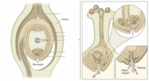 Ovule structure and micropyle function mcqs class 12 Biology with answers
