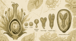 Seed Development and Embryology MCQs Class 12 Biology with Answers 