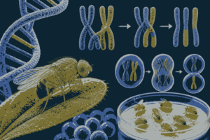 Class 12 Biology Linkage Crossing Over Recombination Frequency MCQs with Answers PDF