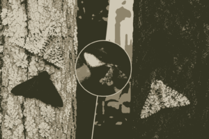 Peppered Moth Industrial Melanism MCQs Class 12 Biology
