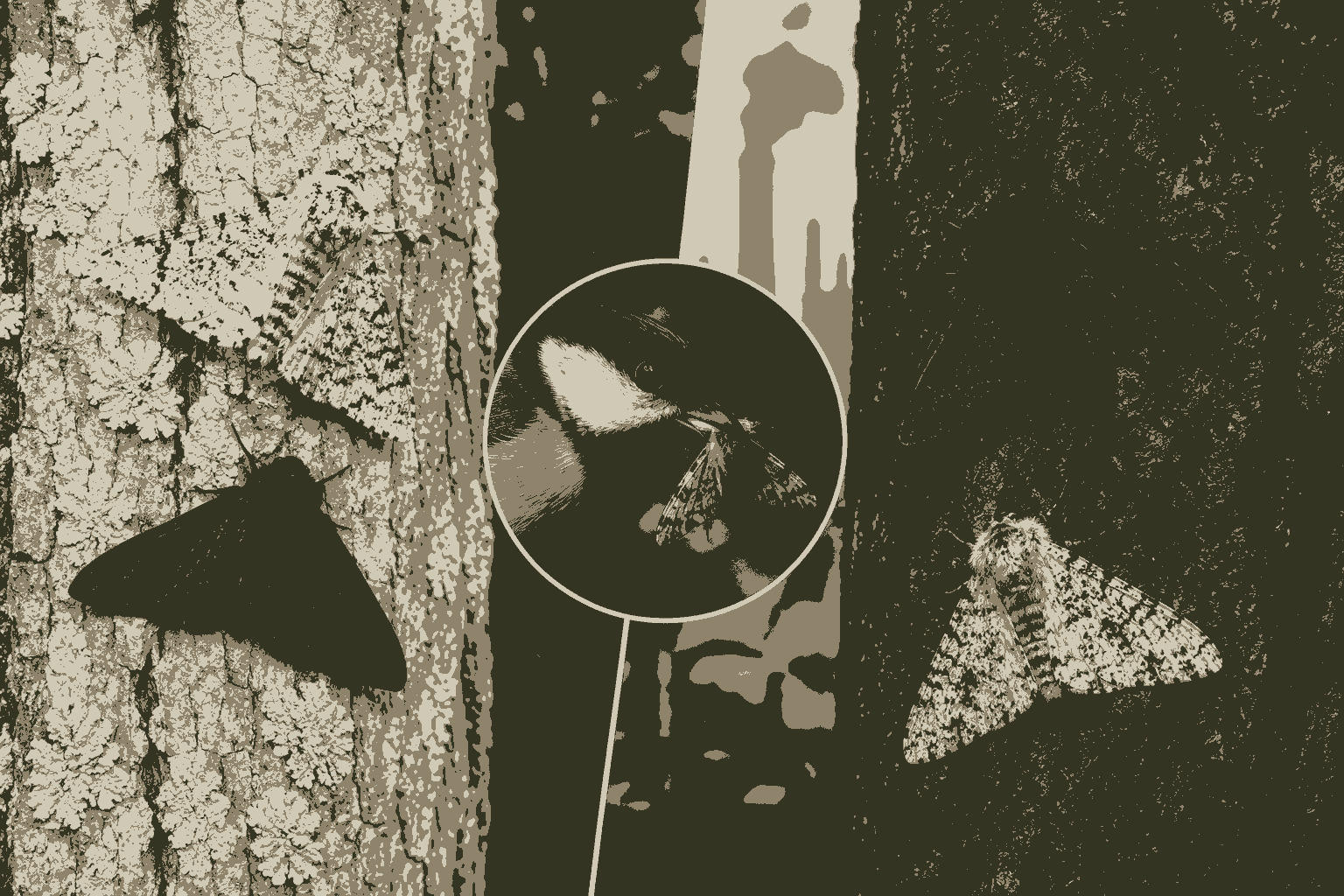 Essential Peppered Moth Industrial Melanism MCQs Class 12 Biology for Fast Exam Success