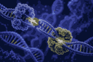 Restriction Enzyme and Ligase MCQs Class 12