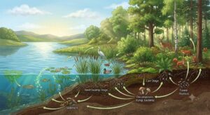 Hydrosere Succession and Nutrient Cycles MCQs with Answers