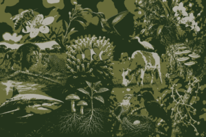 Organisms Interactions MCQs Solved Answers