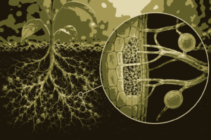 Vam Mycorrhiza MCQs with Answers Class 12 Biology